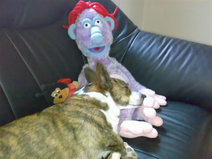 Welsh corgi cardigan Tanja RIP. 18/5 2014 billede 4