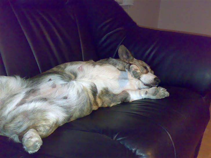 Welsh corgi cardigan Tanja RIP. 18/5 2014 billede 5