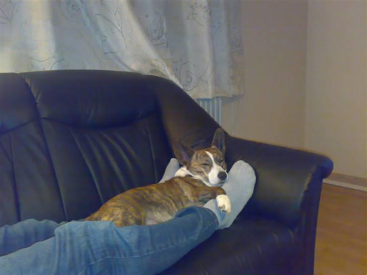 Welsh corgi cardigan Tanja RIP. 18/5 2014 billede 6