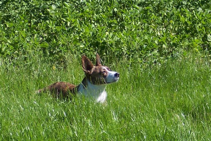 Welsh corgi cardigan Tanja RIP. 18/5 2014 billede 7
