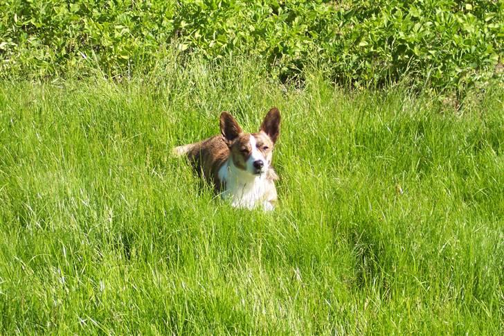Welsh corgi cardigan Tanja RIP. 18/5 2014 billede 8