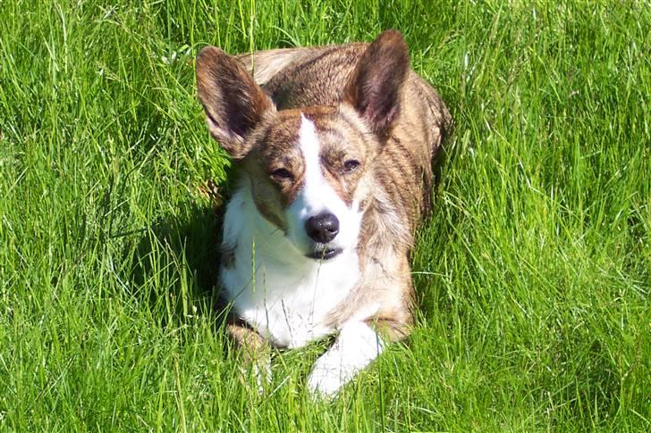 Welsh corgi cardigan Tanja RIP. 18/5 2014 billede 9