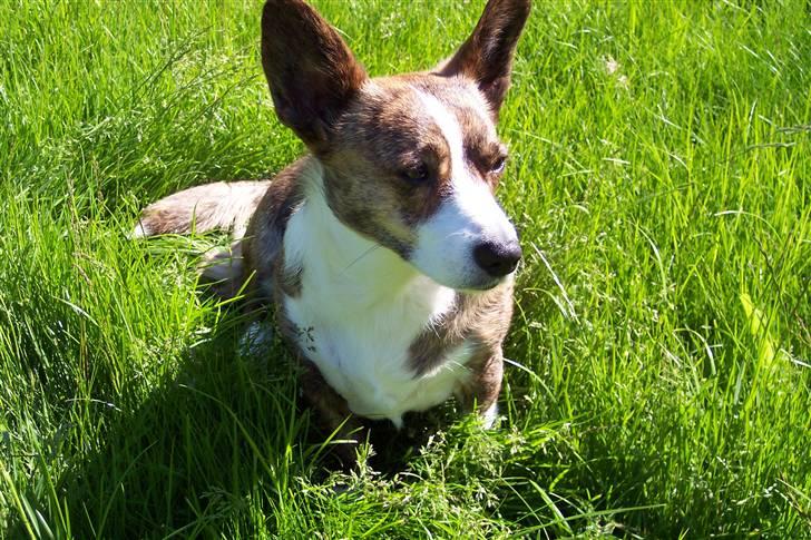 Welsh corgi cardigan Tanja RIP. 18/5 2014 billede 10