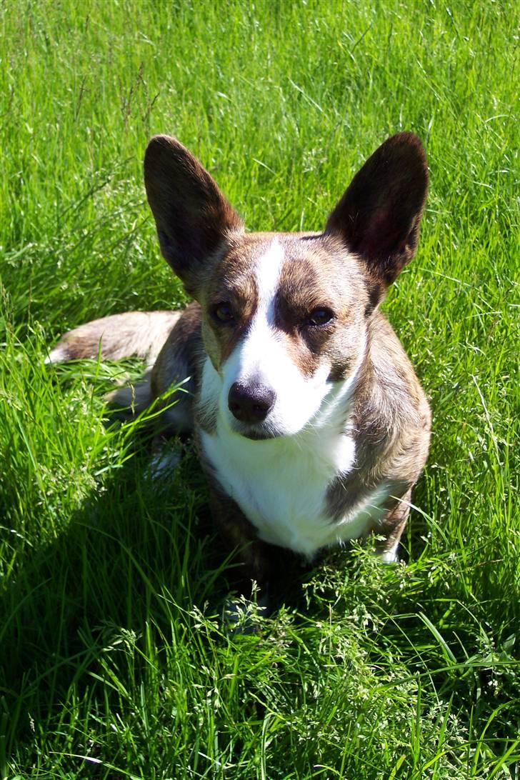 Welsh corgi cardigan Tanja RIP. 18/5 2014 billede 11