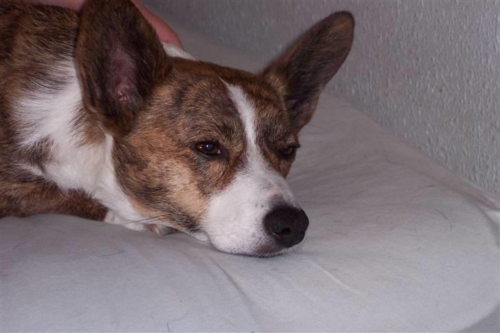 Welsh corgi cardigan Tanja RIP. 18/5 2014 billede 12