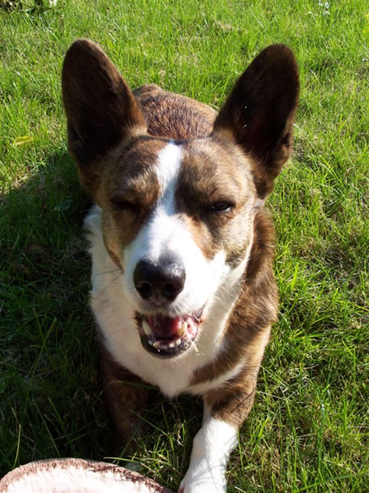 Welsh corgi cardigan Tanja RIP. 18/5 2014 billede 14