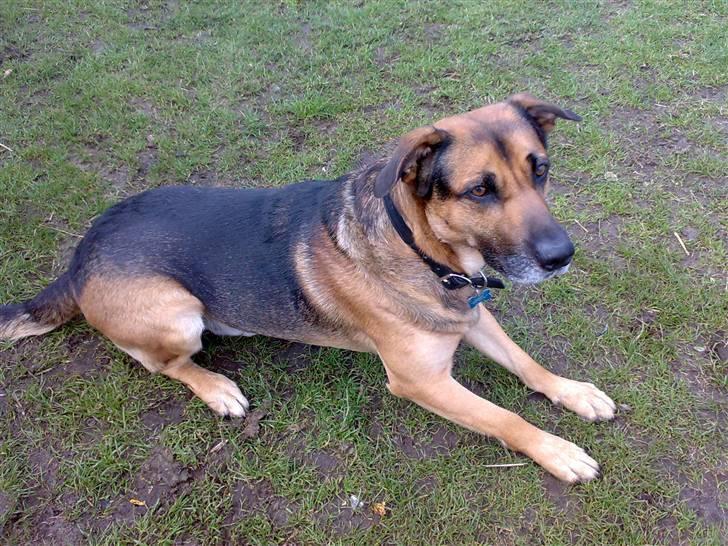 Blanding af racer Karlsen - Karlsen billede 4