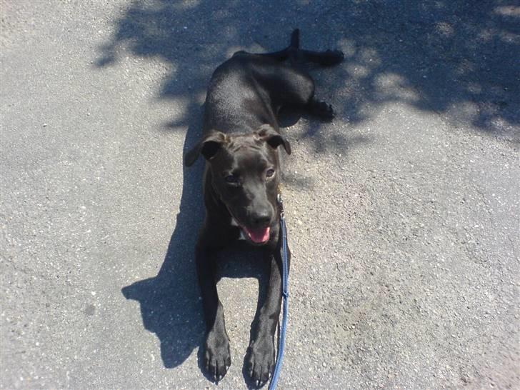 Blanding af racer Amsta/StaffsBulTer  "Sif" - Her har vi hentet hende og er landet.. billede 1