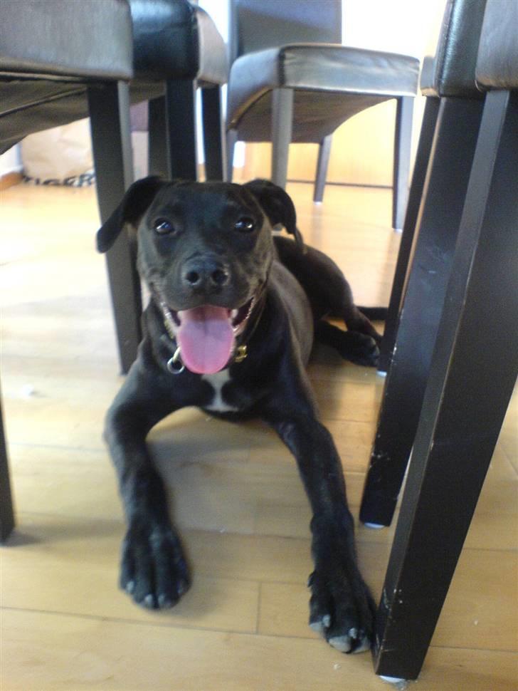 Blanding af racer Amsta/StaffsBulTer  "Sif" - Vi gemmer os under spisebordet. billede 2