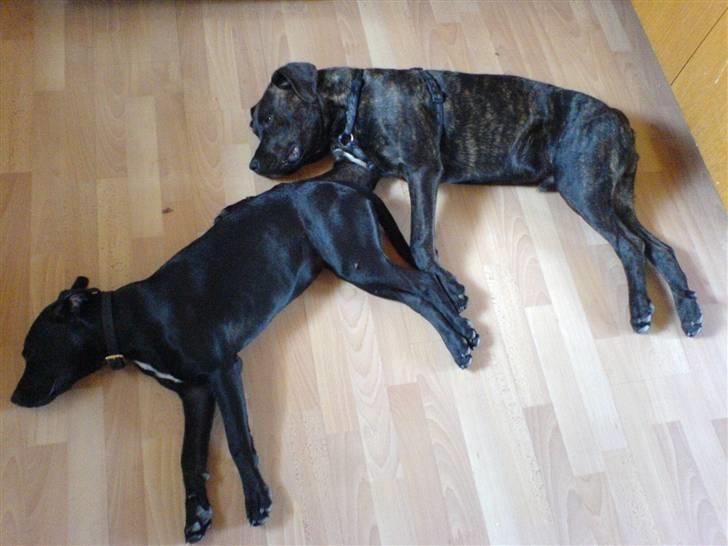 Blanding af racer Amsta/StaffsBulTer  "Sif" - PutteRøve! billede 3