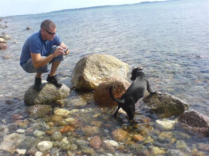Blanding af racer Amsta/StaffsBulTer  "Sif" - Her opdager vi stranden første gang sammen med os. Uha, det er stort. billede 4