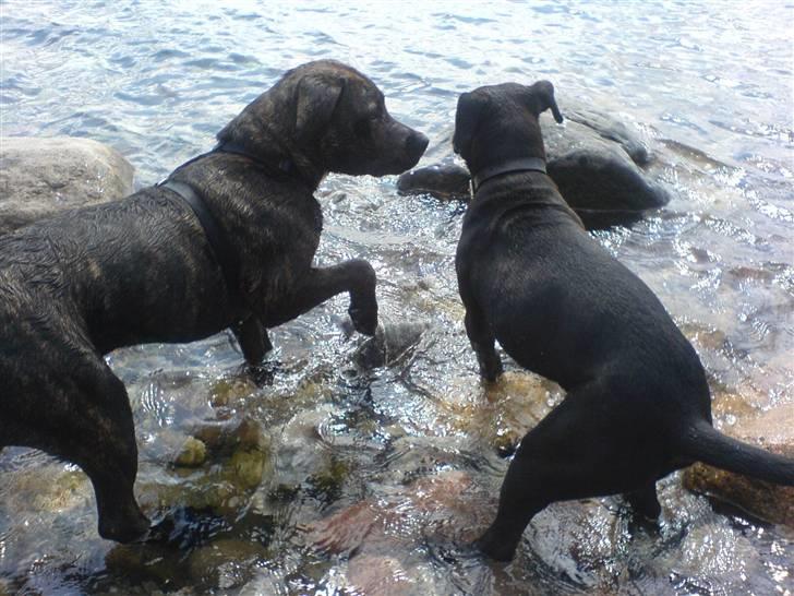 Blanding af racer Amsta/StaffsBulTer  "Sif" - VaaandKaaaamp! :) billede 5