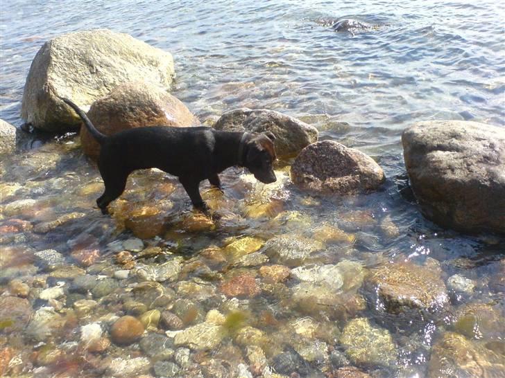 Blanding af racer Amsta/StaffsBulTer  "Sif" - Haps Haps - Der er lidt dykker over Sif. billede 6