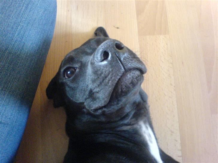 Blanding af racer Amsta/StaffsBulTer  "Sif" - Zzzzz.o0O (Jaaaa?!) billede 7