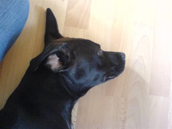 Blanding af racer Amsta/StaffsBulTer  "Sif" - Smut! :) billede 8