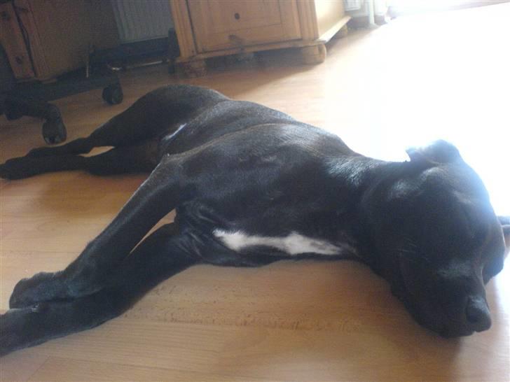 Blanding af racer Amsta/StaffsBulTer  "Sif" - Væltet hund ;) billede 9