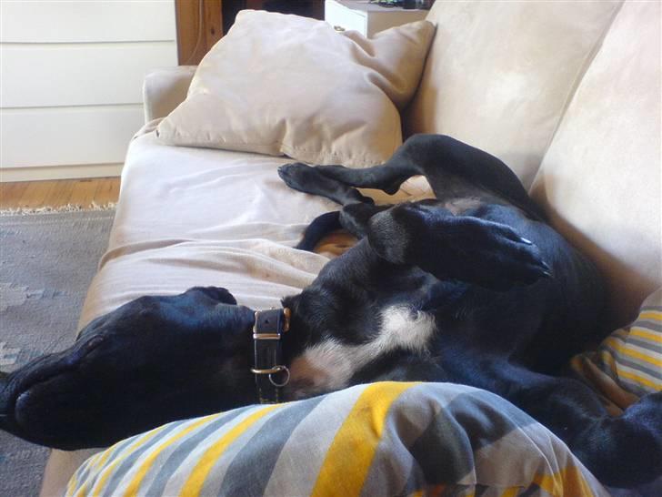 Blanding af racer Amsta/StaffsBulTer  "Sif" - Man er vel dronning og slænger sig i sofaen? billede 10