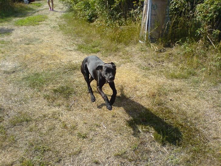 Blanding af racer Amsta/StaffsBulTer  "Sif" - Galop galop - Der var du jooo! billede 11