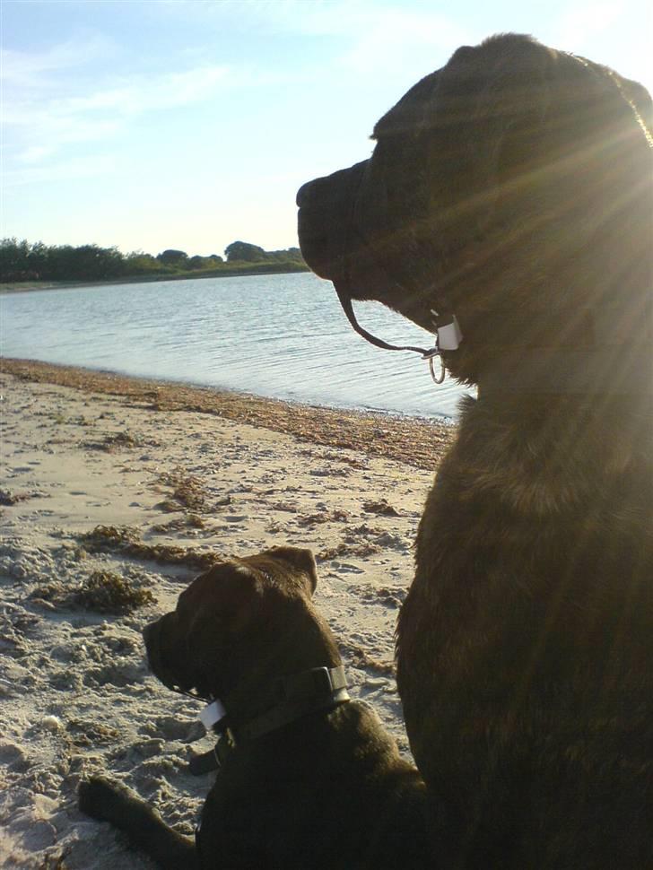 Blanding af racer Amsta/StaffsBulTer  "Sif" - Her stirrer vi lige folk ned - man er vel en vågen "flok" ? :D billede 12