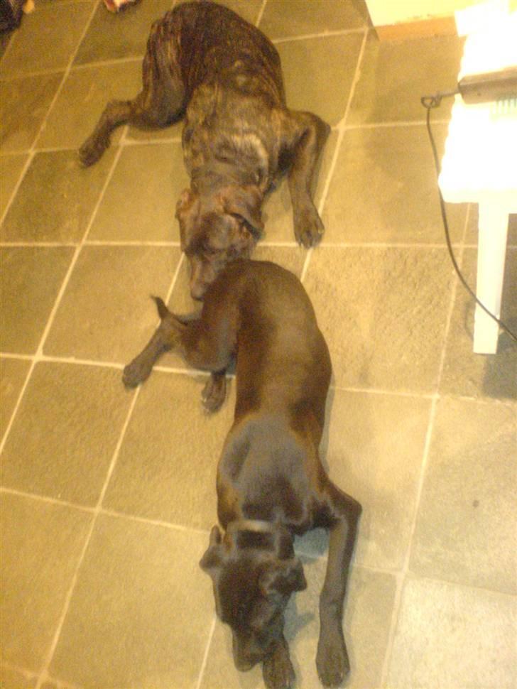 Blanding af racer Amsta/StaffsBulTer  "Sif" - Putte putte ZzZZzZ billede 13