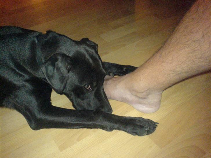 Blanding af racer Amsta/StaffsBulTer  "Sif" - Jeg gør liiige opmærksom på mig selv.. :) (Fars fus) billede 14