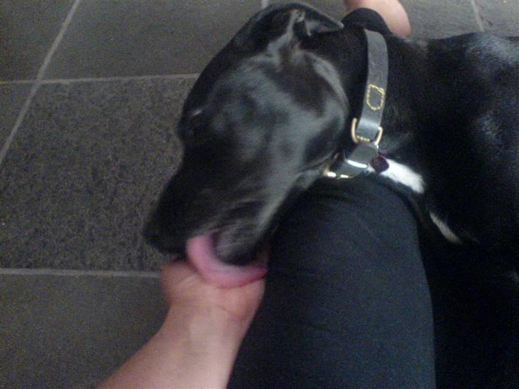 Blanding af racer Amsta/StaffsBulTer  "Sif" - Dette er Sif´s ynglings foretagende !!  billede 15