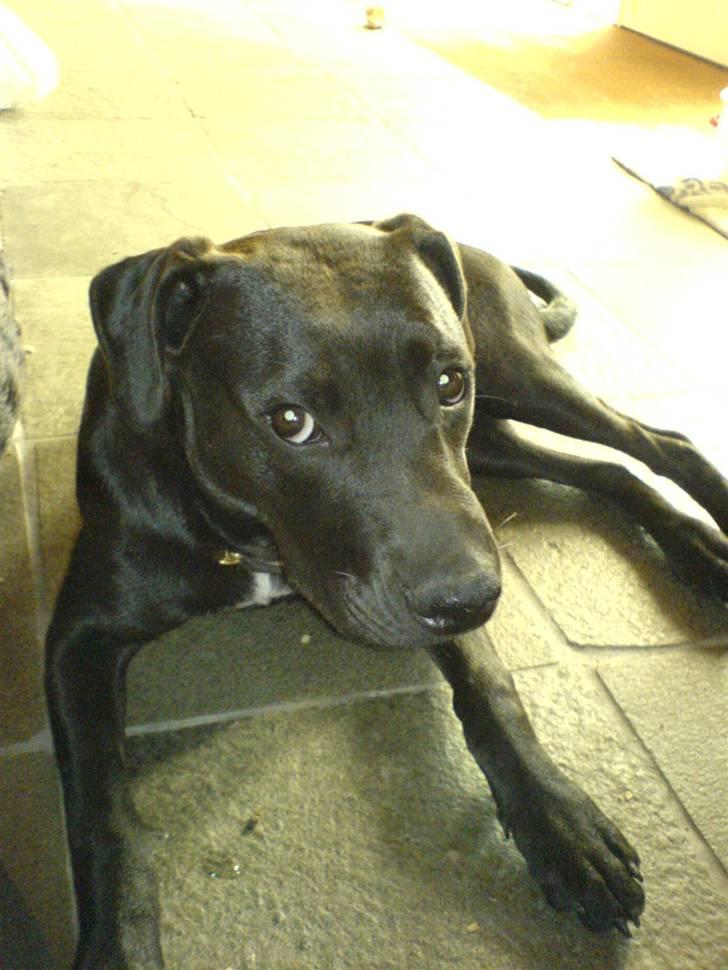 Blanding af racer Amsta/StaffsBulTer  "Sif" - Ser altid lidt underkuet ud ;) Sød er hun altså :) billede 16