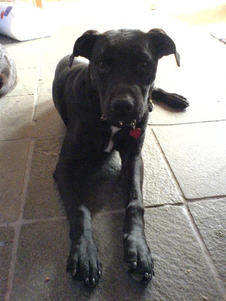 Blanding af racer Amsta/StaffsBulTer  "Sif" - :) billede 17