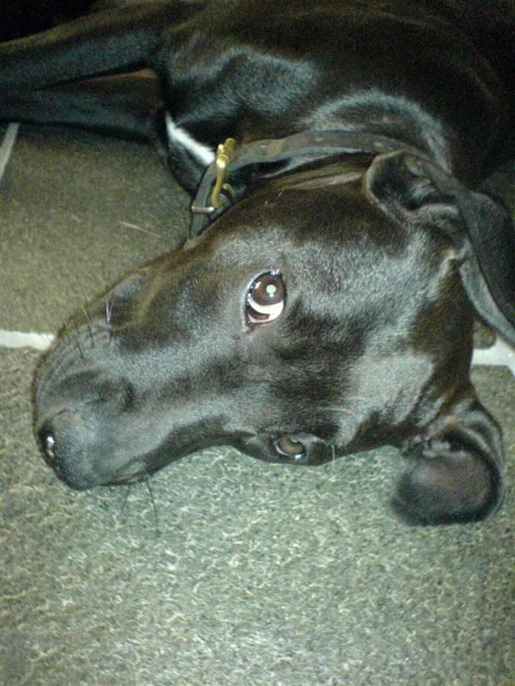 Blanding af racer Amsta/StaffsBulTer  "Sif" - IGEN?! Gå nuuuu vææææk.. ;) billede 18