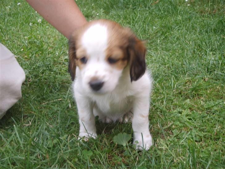 Kooikerhondje Høgedals (Lady) Smilla - Smilla forfra (ca. 7 uger) billede 3