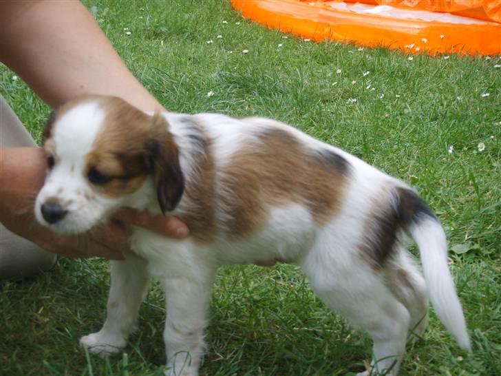 Kooikerhondje Høgedals (Lady) Smilla - Smilla fra siden (ca. 7 uger) billede 4