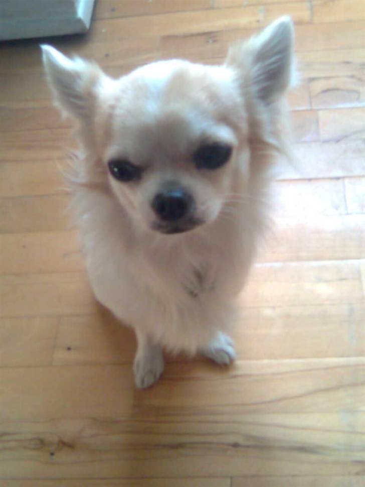 Chihuahua Armani billede 7