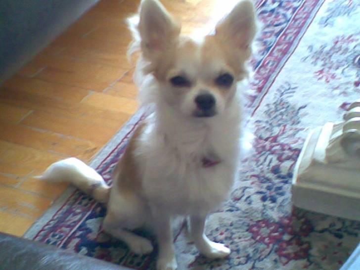 Chihuahua Armani billede 8