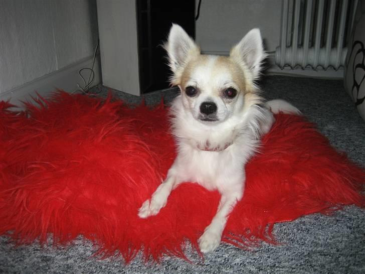 Chihuahua Armani billede 10