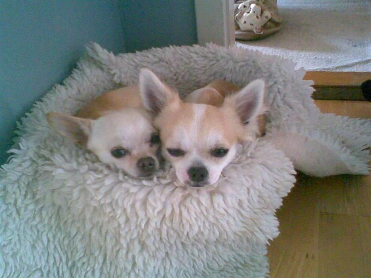 Chihuahua Armani billede 11