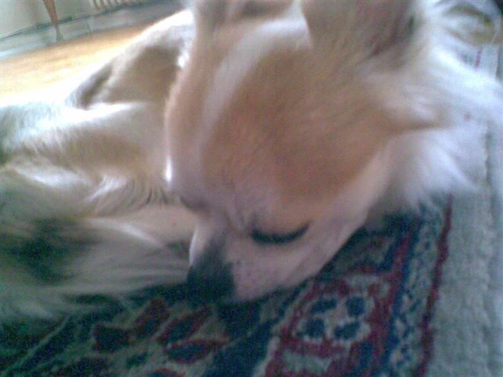 Chihuahua Armani billede 12