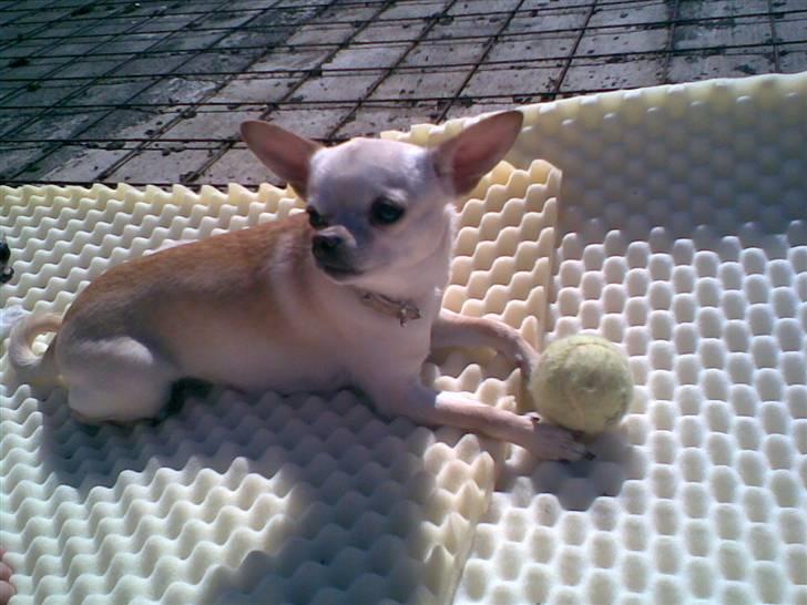 Chihuahua Chilli (Gucci) billede 8