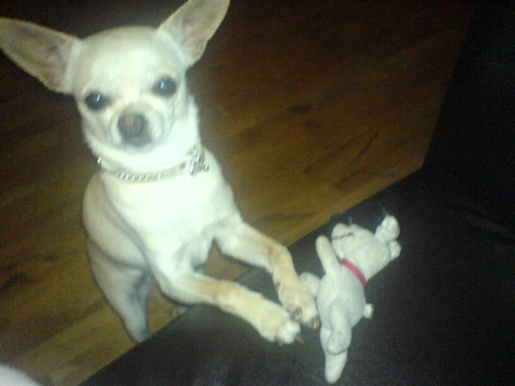 Chihuahua Chilli (Gucci) - fatter du ikke noget. kast så den bamse billede 9