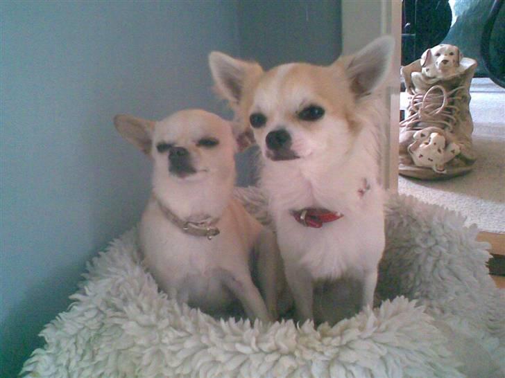 Chihuahua Chilli (Gucci) billede 10