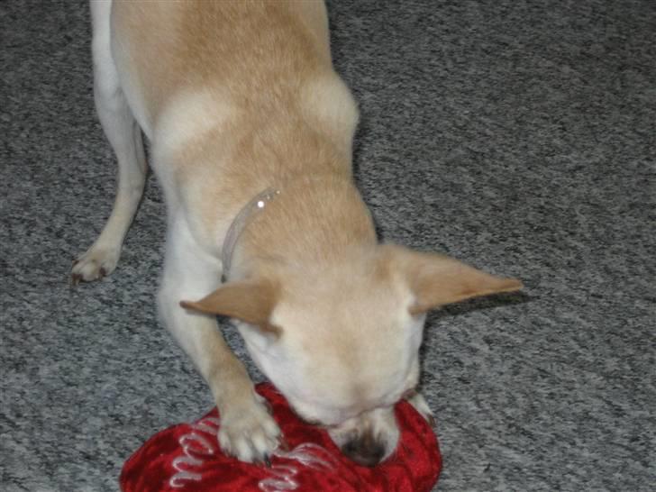 Chihuahua Chilli (Gucci) billede 11