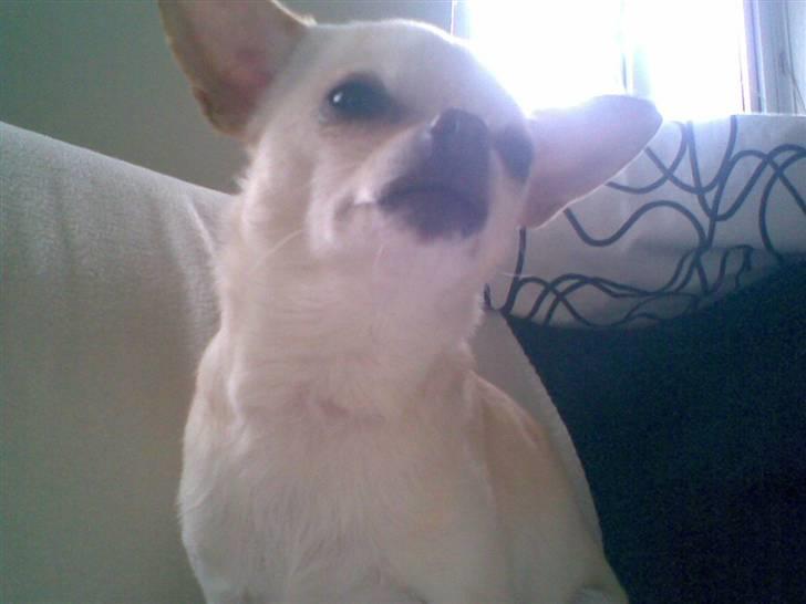 Chihuahua Chilli (Gucci) billede 12