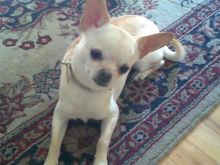 Chihuahua Chilli (Gucci) billede 13