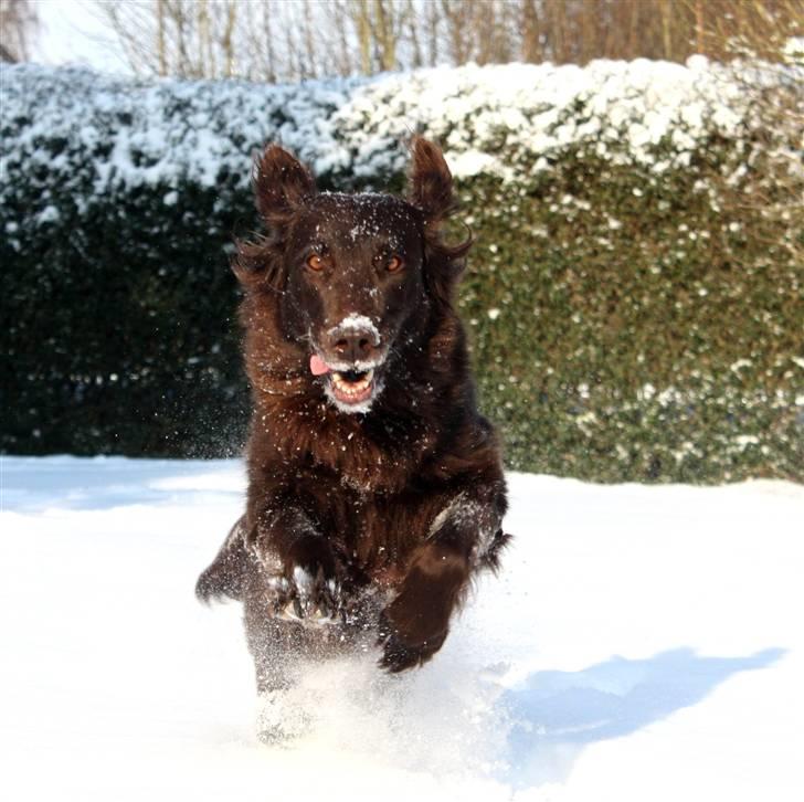 Flat coated retriever Bell Ani - Rest in peace - Velkommen til Bell Ani´s profil <"33  billede 1