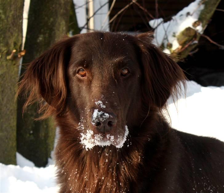 Flat coated retriever Bell Ani - Rest in peace - Bell Ani 2010 billede 3