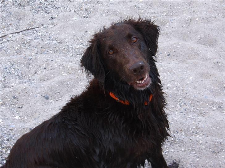 Flat coated retriever Bell Ani - Rest in peace - På stranden i sommer 2008 billede 4