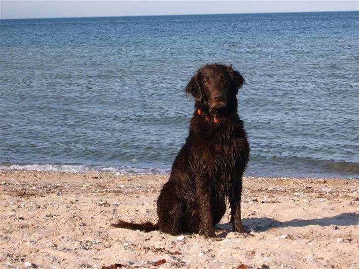 Flat coated retriever Bell Ani - Rest in peace - På stranden i sommer 2008 billede 5