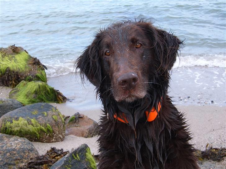 Flat coated retriever Bell Ani - Rest in peace - På stranden i sommer 2008 billede 6