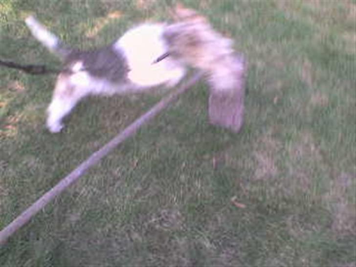 Ruhåret foxterrier Chico Chikago RIP  billede 1