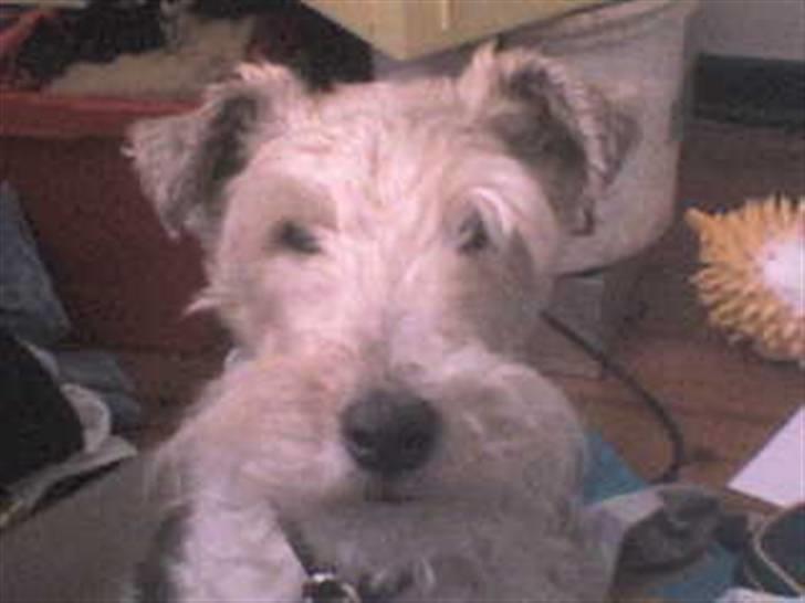 Ruhåret foxterrier Chico Chikago RIP  billede 2