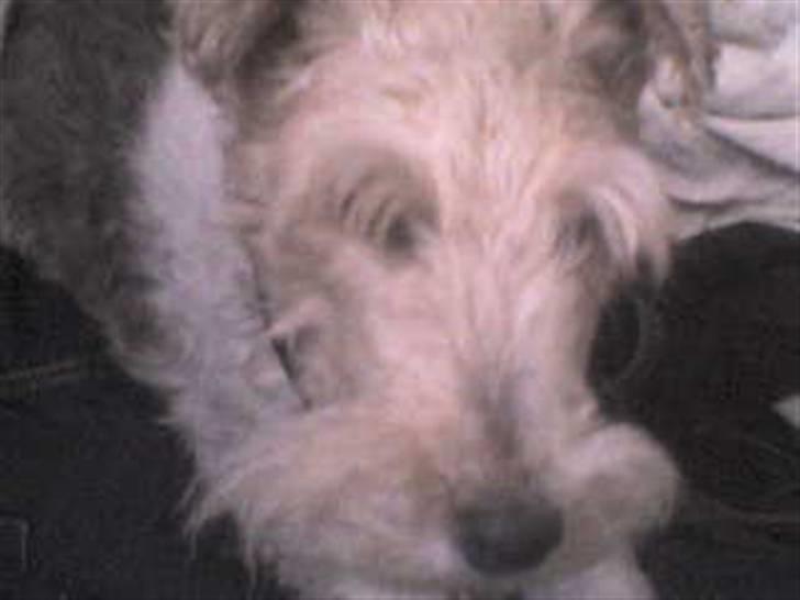 Ruhåret foxterrier Chico Chikago RIP  billede 3